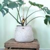 Cesta artesanal em folha de palma natural, tamanho grande. Está exposta com uma Monstera dentro, em cima de uma base de madeira e a parede é verde claro.