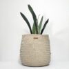 Cesta artesanal em folha de palma na sua cor natural de tamanho médio. Está com uma Espada de São Jorge dentro e sobre um fundo branco.