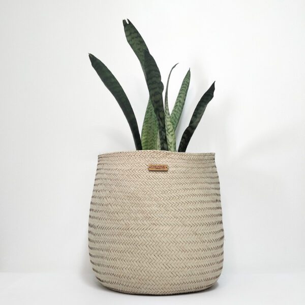 Cesta artesanal em folha de palma na sua cor natural de tamanho médio. Está com uma Espada de São Jorge dentro e sobre um fundo branco.