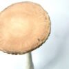 Cogumelo com base de pedra