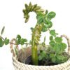 Bastão para vaso verde