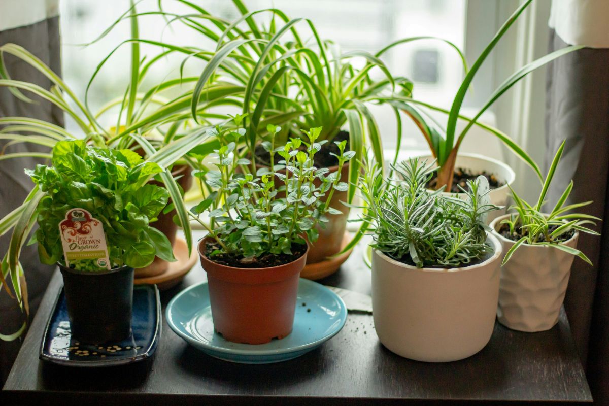 Imagem de vasos de plantas aromáticas e não só, junto a uma janela.